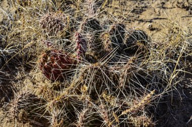 Cacti New Mexico 'da. Dikenli armut Opuntia sp. New Mexico, ABD 'de kayalık bir çölde