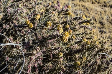 (Sillindropuntia versicolor) Çekirdekli sarı meyveli dikenli silindir dropuntia. Arizona kaktüsü, ABD
