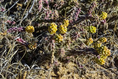 (Sillindropuntia versicolor) Çekirdekli sarı meyveli dikenli silindir dropuntia. Arizona kaktüsü, ABD