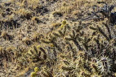 (Sillindropuntia versicolor) Çekirdekli sarı meyveli dikenli silindir dropuntia. Arizona kaktüsü, ABD