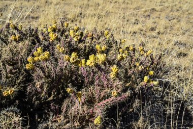 (Sillindropuntia versicolor) Çekirdekli sarı meyveli dikenli silindir dropuntia. Arizona kaktüsü, ABD