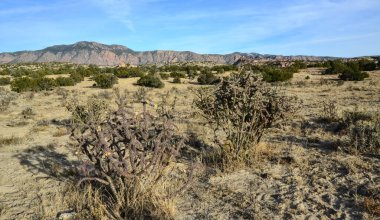 Kaktüs (Cylindropuntia versicolor), çekirdekli sarı meyveli dikenli silindir dropuntia. New Mexico, ABD