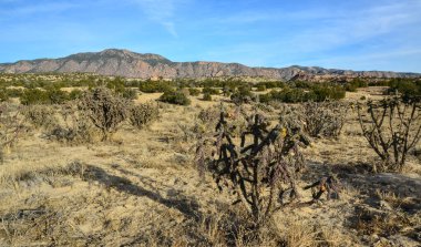 Kaktüs (Cylindropuntia versicolor), çekirdekli sarı meyveli dikenli silindir dropuntia. New Mexico, ABD