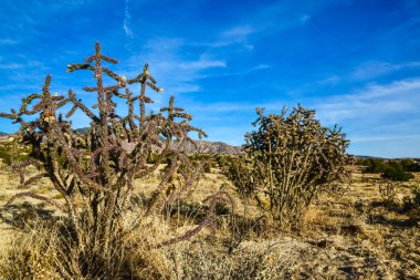 Kaktüs (Cylindropuntia versicolor), çekirdekli sarı meyveli dikenli silindir dropuntia. New Mexico, ABD