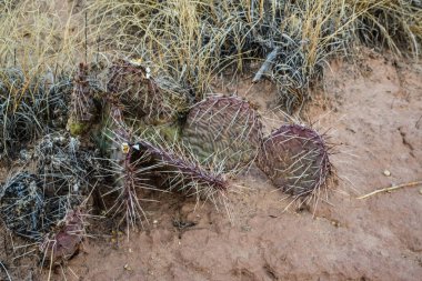 Cacti New Mexico 'da. Dikenli armut Opuntia sp. New Mexico, ABD 'de kayalık bir çölde