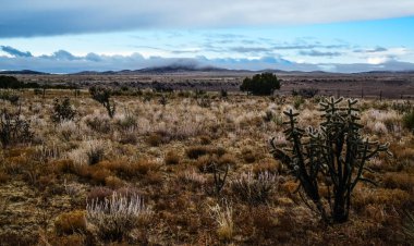 Kaktüs (Cylindropuntia sp.) Çekirdekli sarı meyveli dikenli silindirik. New Mexico, ABD