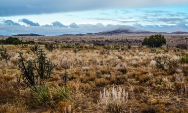 Kaktüs (Cylindropuntia sp.) Çekirdekli sarı meyveli dikenli silindirik. New Mexico, ABD