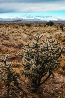 Kaktüs (Cylindropuntia sp.) Çekirdekli sarı meyveli dikenli silindirik. New Mexico, ABD