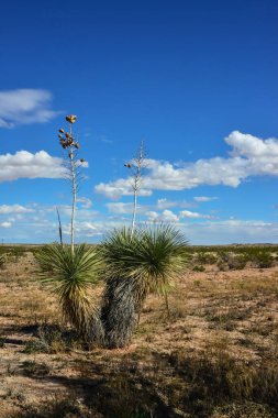 New Mexico 'da Rocky Çölü' ndeki Yucca Ağacı.