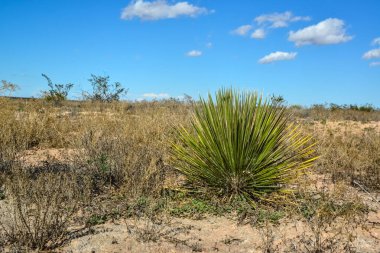 New Mexico 'da Rocky Çölü' ndeki Yucca Ağacı.
