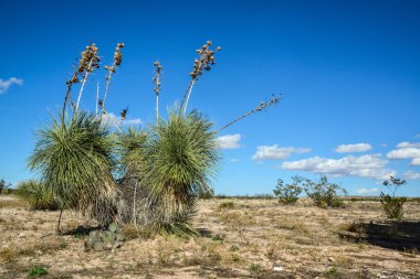 New Mexico 'da Rocky Çölü' ndeki Yucca Ağacı.