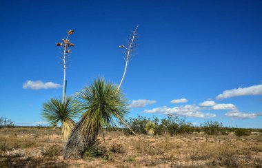 New Mexico 'da Rocky Çölü' ndeki Yucca Ağacı.
