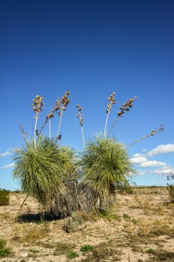 New Mexico 'da Rocky Çölü' ndeki Yucca Ağacı.