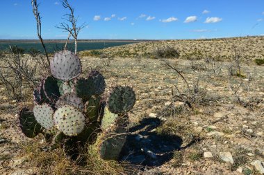 Cacti New Mexico 'da. Dikenli armut Opuntia sp. New Mexico, ABD 'de kayalık bir çölde