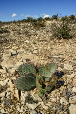 Cacti New Mexico 'da. Dikenli armut Opuntia sp. New Mexico, ABD 'de kayalık bir çölde