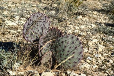 Cacti New Mexico 'da. Dikenli armut Opuntia sp. New Mexico, ABD 'de kayalık bir çölde