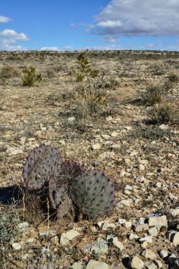 Cacti New Mexico 'da. Dikenli armut Opuntia sp. New Mexico, ABD 'de kayalık bir çölde