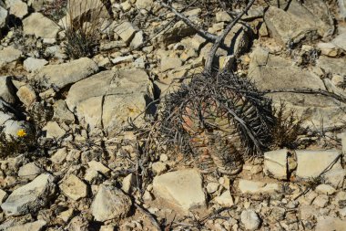 Cacti New Mexico 'da. Kartal pençeleri, Türk kafası, şeytanın kafası (Echinocactus yatay) New Mexico, ABD 'de kayalık bir çölde