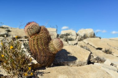 Cacti New Mexico 'da. Echinocereus pectinatus (rubispinus), New Mexico, ABD 'de kayalık bir çölde Gökkuşağı Kirpi Kaktüsü