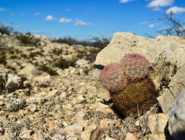 Cacti New Mexico 'da. Echinocereus pectinatus (rubispinus), New Mexico, ABD 'de kayalık bir çölde Gökkuşağı Kirpi Kaktüsü