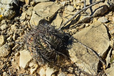 Cacti New Mexico 'da. Kartal pençeleri, Türk kafası, şeytanın kafası (Echinocactus yatay) New Mexico, ABD 'de kayalık bir çölde