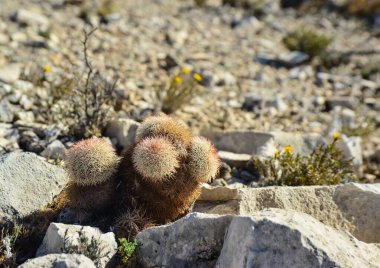 Cacti New Mexico 'da. Echinocereus pectinatus (rubispinus), New Mexico, ABD 'de kayalık bir çölde Gökkuşağı Kirpi Kaktüsü