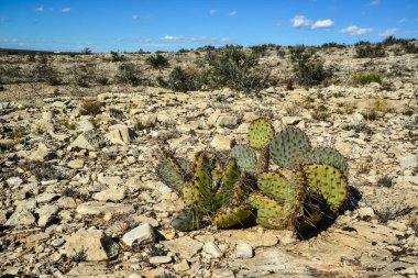 Cacti New Mexico 'da. Dikenli armut Opuntia sp. New Mexico, ABD 'de kayalık bir çölde
