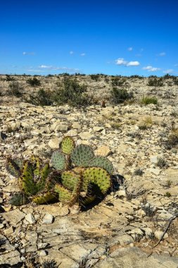 Cacti New Mexico 'da. Dikenli armut Opuntia sp. New Mexico, ABD 'de kayalık bir çölde