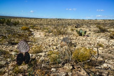 Cacti New Mexico 'da. Dikenli armut Opuntia sp. New Mexico, ABD 'de kayalık bir çölde