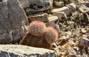 Cacti New Mexico 'da. Echinocereus pectinatus (rubispinus), New Mexico, ABD 'de kayalık bir çölde Gökkuşağı Kirpi Kaktüsü