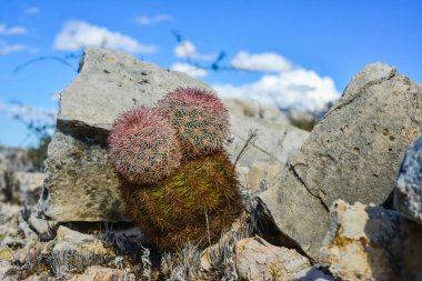 Cacti New Mexico 'da. Echinocereus pectinatus (rubispinus), New Mexico, ABD 'de kayalık bir çölde Gökkuşağı Kirpi Kaktüsü
