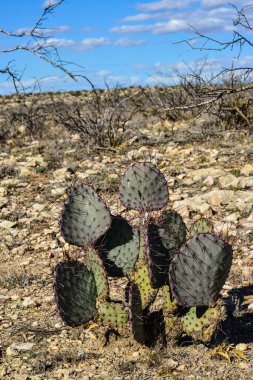 Cacti New Mexico 'da. Dikenli armut Opuntia sp. New Mexico, ABD 'de kayalık bir çölde