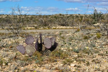 Cacti New Mexico 'da. Dikenli armut Opuntia sp. New Mexico, ABD 'de kayalık bir çölde