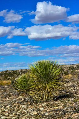 New Mexico 'da Rocky Çölü' ndeki Yucca Ağacı.