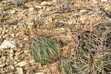Cacti New Mexico 'da. Dikenli armut Opuntia sp. New Mexico, ABD 'de kayalık bir çölde