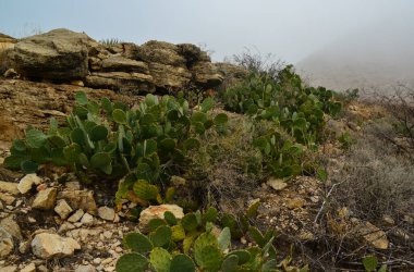 Opuntia kaktüsü ve diğer çöl bitkileri New Mexico, ABD 'deki dağ manzarasında.