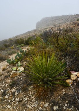 Agave, yucca, kaktüs ve çöl bitkileri New Mexico 'daki bir dağ vadisinde., 