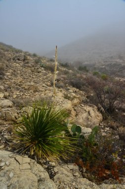 Agave, yucca, kaktüs ve çöl bitkileri New Mexico 'daki bir dağ vadisinde., 