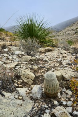 Kaktüs Echinocereus coccineus ve New Mexico, ABD 'deki dağlardaki diğer çöl bitkileri.