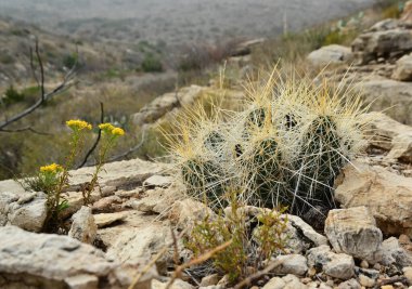 Kaktüs (Echinocereus sp.) ve Opuntia, yucca, agaves ve diğer çöl bitkileri New Mexico, ABD 'deki dağlarda.