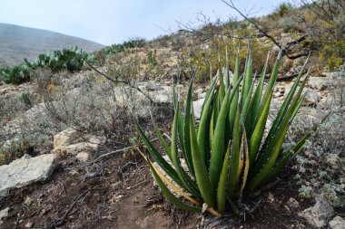 Agave, yucca, kaktüs ve çöl bitkileri New Mexico 'daki bir dağ vadisinde., 
