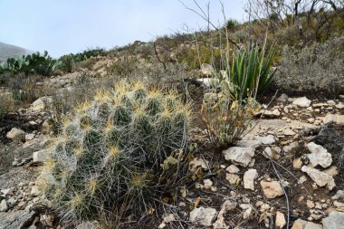 Kaktüs (Echinocereus sp.) ve Opuntia, yucca, agaves ve diğer çöl bitkileri New Mexico, ABD 'deki dağlarda.