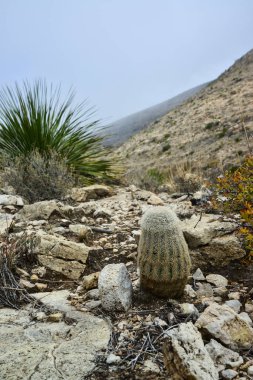 Kaktüs Echinocereus coccineus ve New Mexico, ABD 'deki dağlardaki diğer çöl bitkileri.