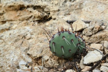 Opuntia kaktüsü ve diğer çöl bitkileri New Mexico, ABD 'deki dağ manzarasında.