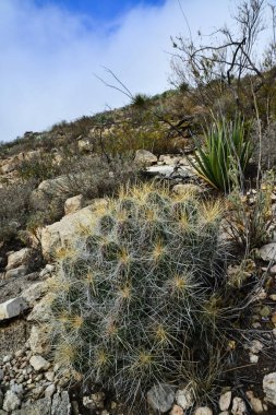 Kaktüs (Echinocereus sp.) ve Opuntia, yucca, agaves ve diğer çöl bitkileri New Mexico, ABD 'deki dağlarda.