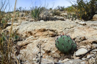 Opuntia kaktüsü ve diğer çöl bitkileri New Mexico, ABD 'deki dağ manzarasında.