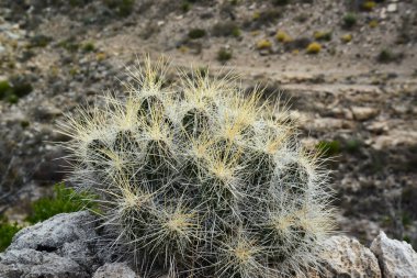 Kaktüs (Echinocereus sp.) ve Opuntia, yucca, agaves ve diğer çöl bitkileri New Mexico, ABD 'deki dağlarda.
