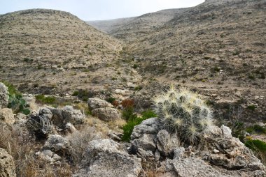 Kaktüs (Echinocereus sp.) ve Opuntia, yucca, agaves ve diğer çöl bitkileri New Mexico, ABD 'deki dağlarda.