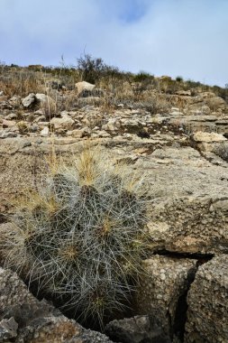 Kaktüs (Echinocereus sp.) ve Opuntia, yucca, agaves ve diğer çöl bitkileri New Mexico, ABD 'deki dağlarda.