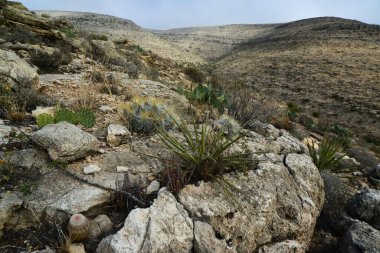 Agave, yucca, kaktüs ve çöl bitkileri New Mexico 'daki bir dağ vadisinde., 